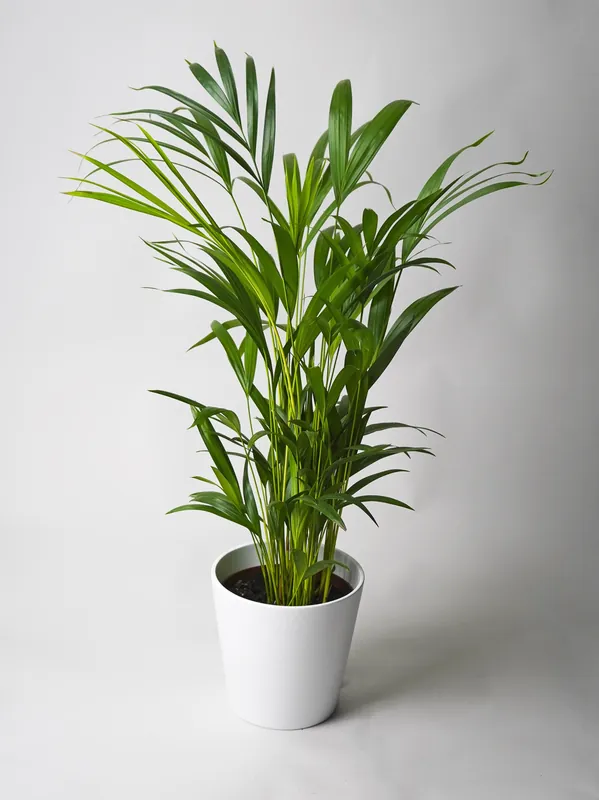 Últimas Unidades Palmera Dypsis O Areca | Altura 110cm - Maceta 21cm