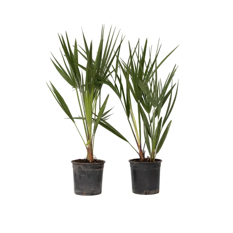 Palmito - 2 Pzs - Chamaerops Humilis - Altura 50-60cm - ⌀15cm Imprescindible (Must-Have)