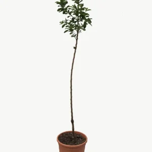 Compra Ahora Frutal Almendro - Planta Natural - Maceta 26cm - Altura Aprox. 120/150