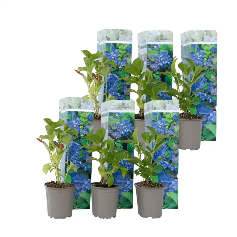 Alta Calidad Hortensia - 6 Pzs - Hydrangea Macrophylla 'early Blue' - Altura 25-40cm - ⌀9cm