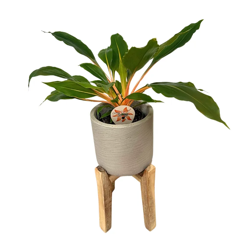 Precio Económico Clorofitum Green Orange M13