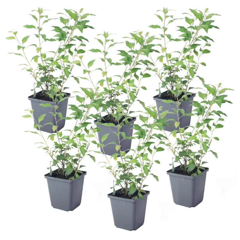 Directo De Fábrica Solano De Flor Azul - 6 Pzs - Lycianthes Rantonnetii - Altura 25-40cm - ⌀9cm