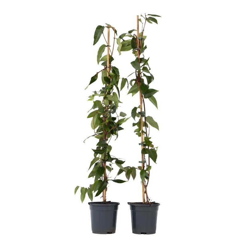 Ordena Ya Madreselva - 2 Pzs - Lonicera Henryi 'copper Beauty' - Altura 110-120cm - ⌀17cm