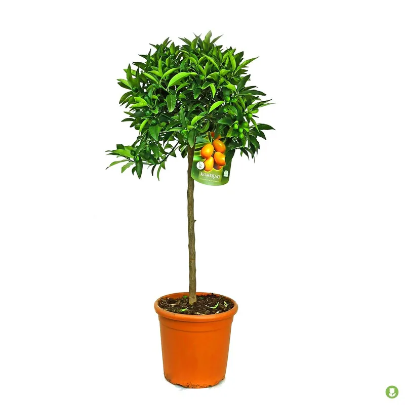 Kumquat Copa M26 140cm Rebajas