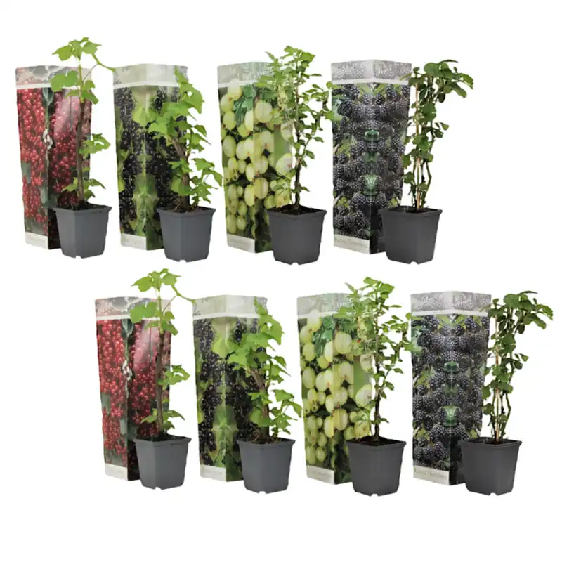 Ordenar Ahora Mismo Mezcla De Bayas - 8 Pzs - Rubus Rubrum Uva Fructosus - Altura 25-40cm - ⌀9cm
