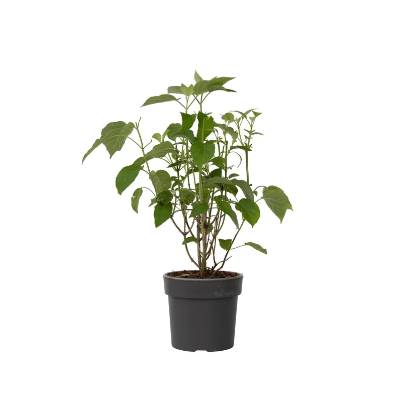 Novedad Hortensia - Hydrangea 'strong Annabelle' - Altura 30-40cm - ⌀19cm