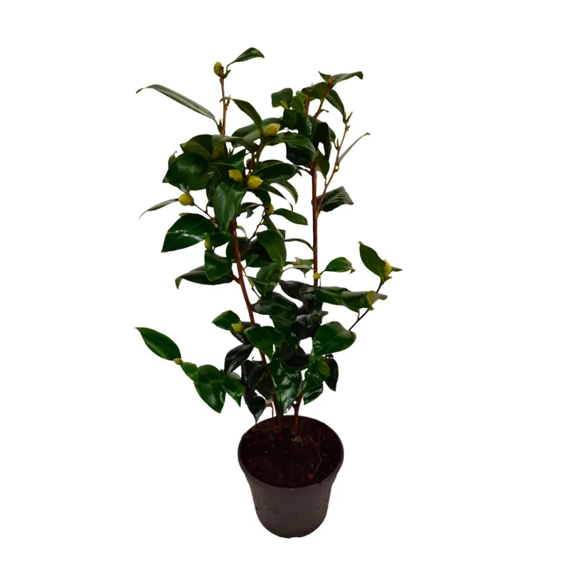 Envío Inmediato Camelia Japonesa - Camellia Japonica 'brush Field' - Altura 50-60cm - ⌀15cm