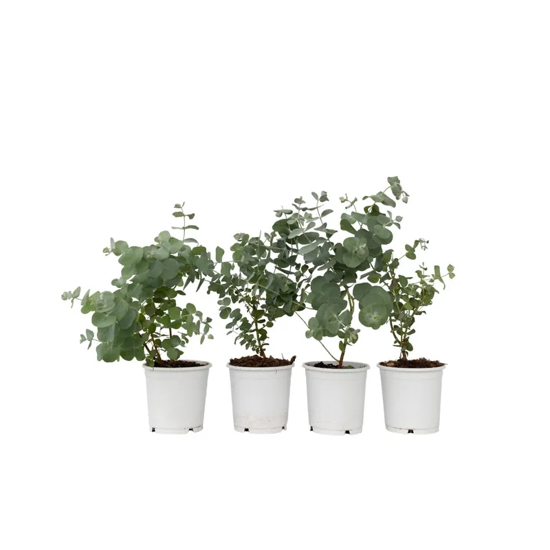 Comprar En Línea Eucalipto - 4 Pzs - Eucalyptus 'pulverulenta' - Altura 25-40cm - ⌀12cm