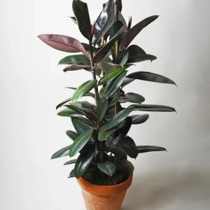 Ficus Robusta | Altura 120cm - Diámetro 22cm Devolución Gratuita
