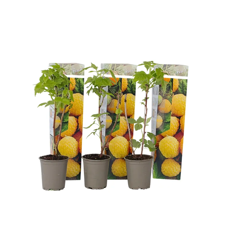 Frambueso - 3 Pzs - Rubus Idaeus 'fallgold' - Altura 25-40cm - ⌀9cm Súper Precio