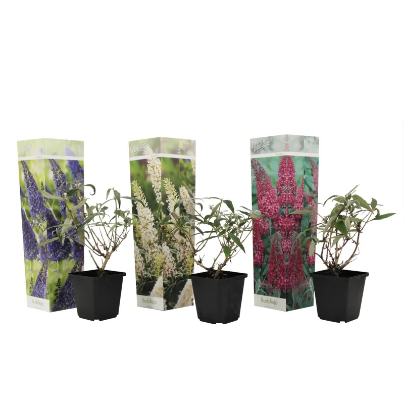 Arbusto De Las Mariposas - 3 Pzs - Buddleja Davidii - Altura 25-40cm - ⌀9cm Garantía Incluida