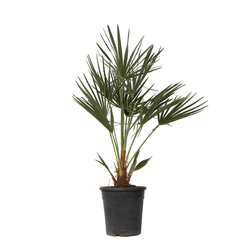 Certificado Palmito - Chamaerops Humilis - Altura 70-80cm - ⌀21cm