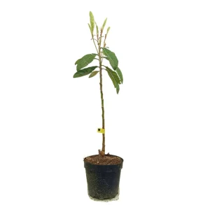 Venta Final Nispero Golden Nugget M25 90-120cm