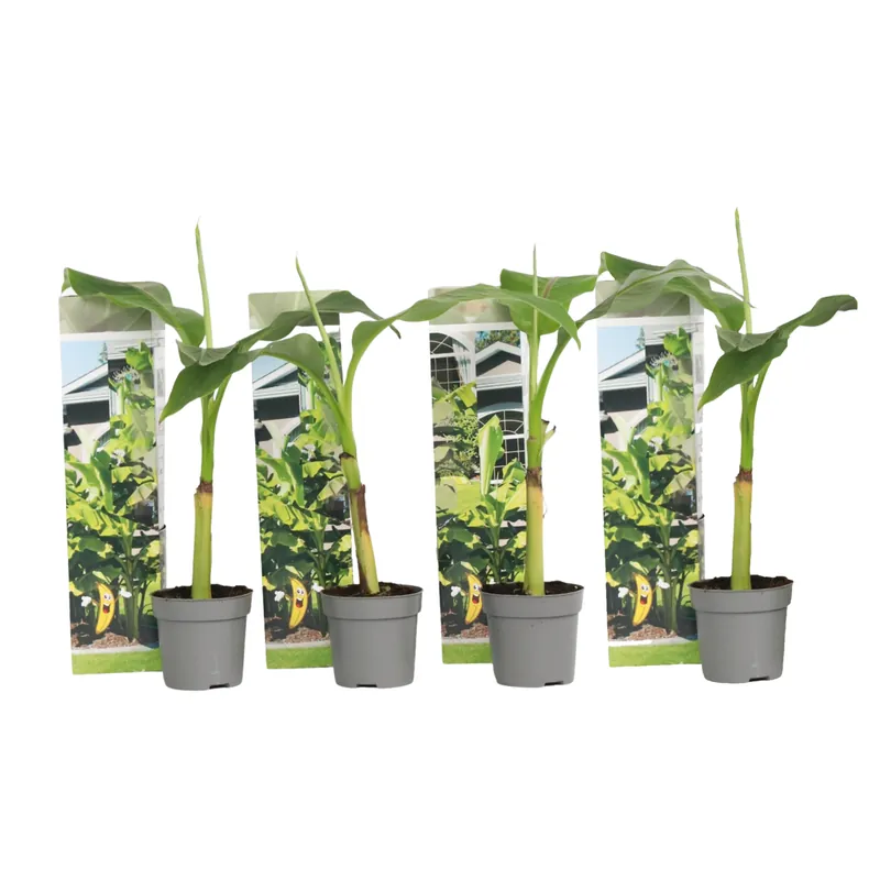 Stock Limitado Platanera - 4 Pzs - Musa Basjoo - Altura 25-40cm - ⌀9cm