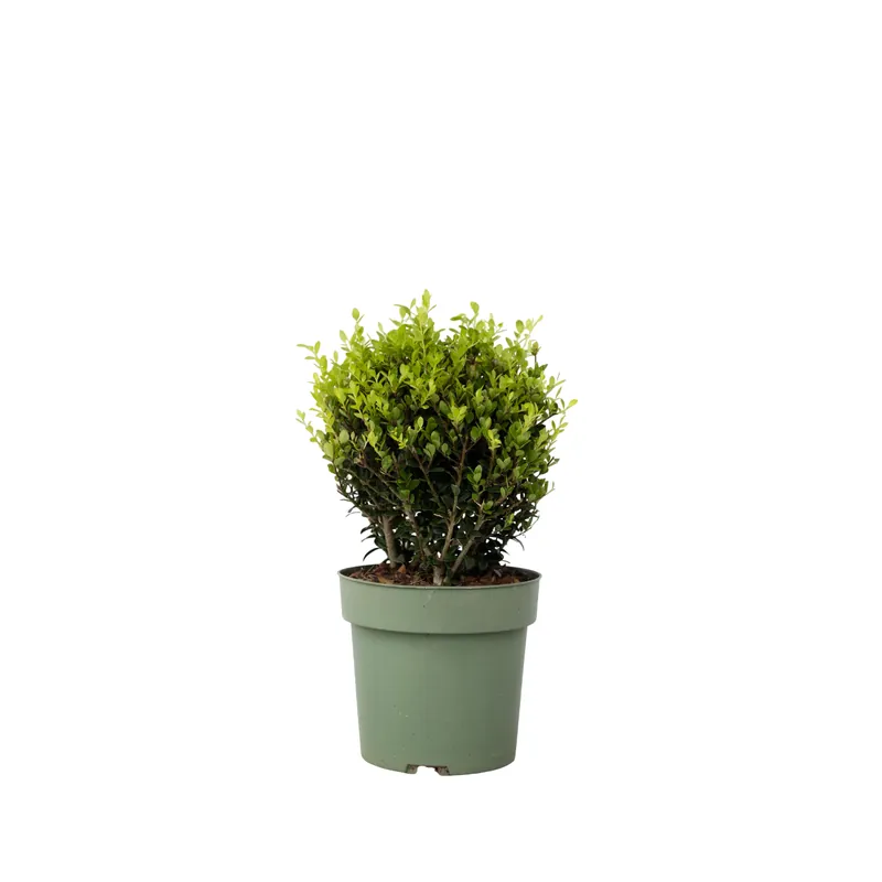 Acebo Crenata - Ilex Crenata 'jenny' - Altura 30-40cm - ⌀17cm Entrega Rápida