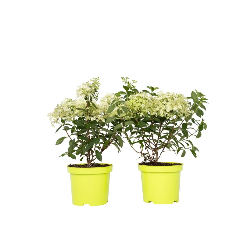 Hortensia - 2 Pzs - Hydrangea Paniculata 'bobo' - Altura 25-40cm - ⌀19cm Precio Rebajado