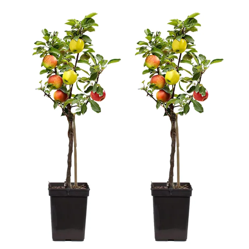 Precio De Oferta Manzano - 2 Pzs - Malus - Altura 60-70cm - ⌀17cm