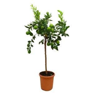Lima De Tahití Copa M26 90-110cm Garantía De Devolución De Dinero