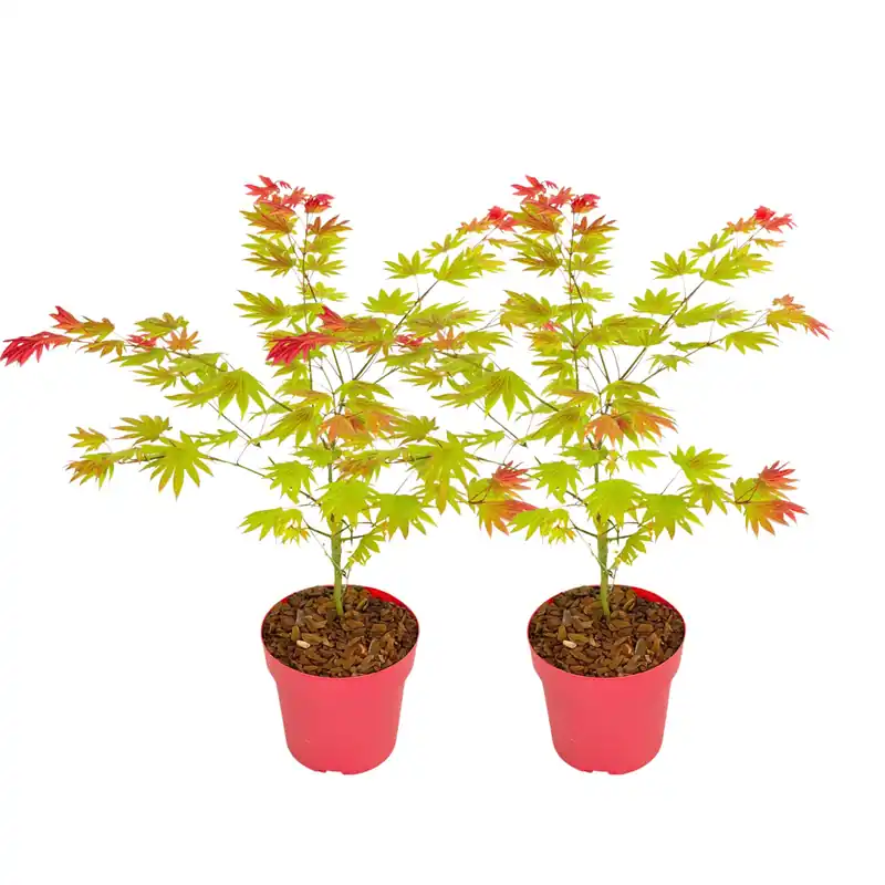 Directo De Fábrica Arce Japonés - 2 Pzs - Acer Palmatum 'moonrise' - Altura 40-50cm - ⌀19cm