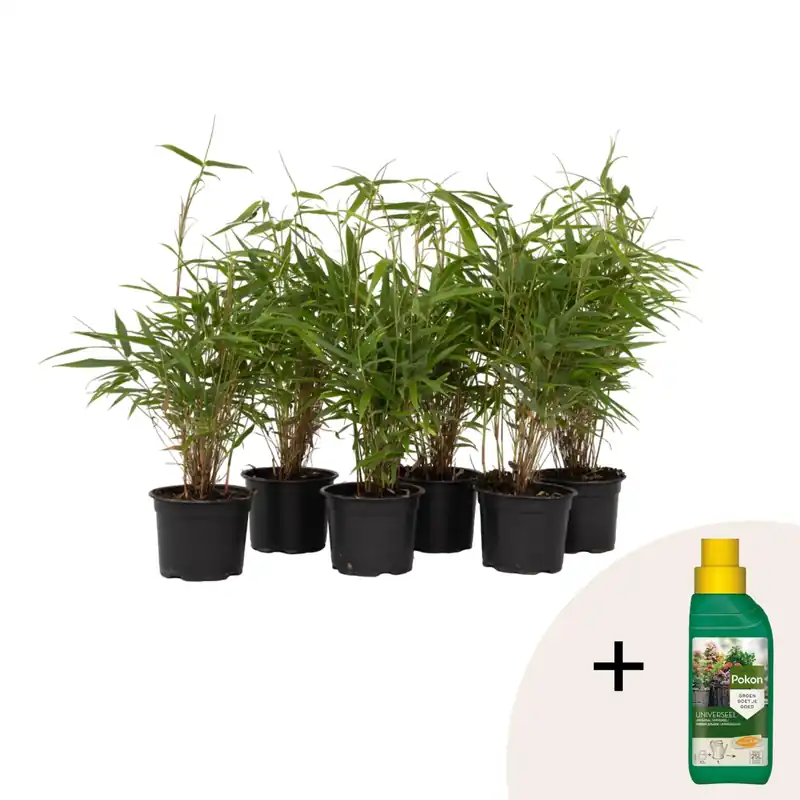 Bambú - 6 Pzs - Fargesia Rufa - Altura 25-40cm - ⌀13cm Hecho A Mano