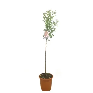 Oferta De Temporada Almendro Marcona M32 160cm