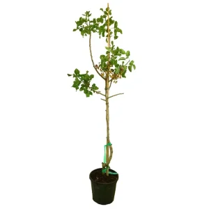 Envío Gratis Pistacho Hembra M30 150-170cm