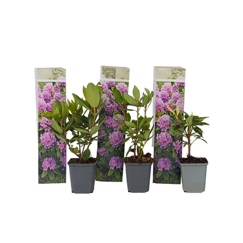 Rododendro - 3 Pzs - Rhododendron 'catawbiense Purple' - Altura 25-40cm - ⌀9cm Liquidación