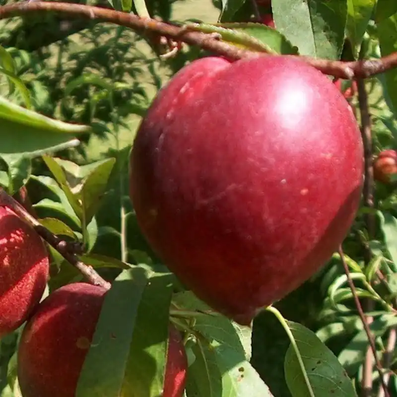 Frutal Nectarina Carne Amarilla - Planta Natural - Maceta 26cm - Altura Aprox. 120/150 Últimas Unidades