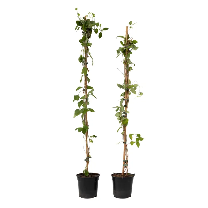 Madreselva - 2 Pzs - Lonicera 'american Beauty' - Altura 110-120cm - ⌀17cm Oferta Especial