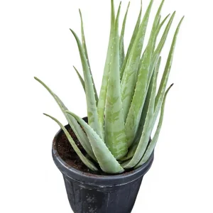 Planta De Aloe Vera Ecológica. Tamaño Mínimo De Las Pencas 60 Cm. Maceta 30 Cm. Planta De Más 23 Años Súper Precio