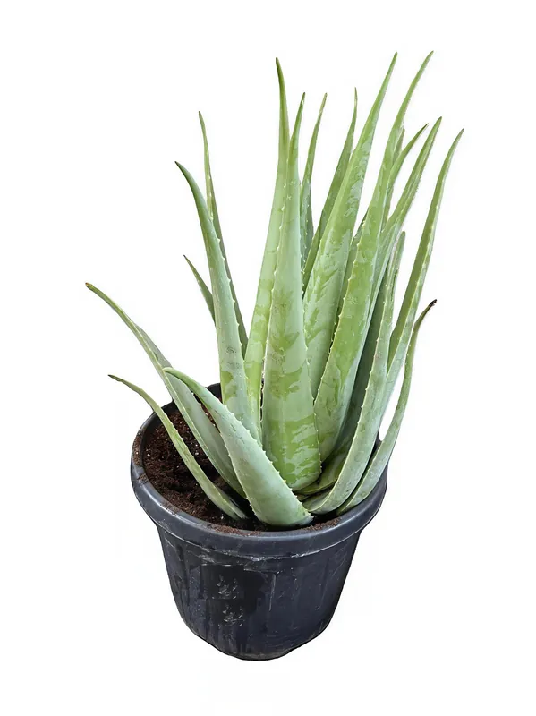 Planta De Aloe Vera Ecológica. Tamaño Mínimo De Las Pencas 60 Cm. Maceta 30 Cm. Planta De Más 23 Años Súper Precio