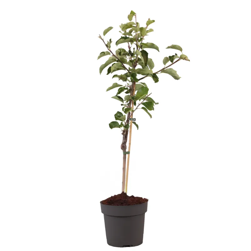 Manzano - Malus Domestica 'elstar' - Altura 90-100cm - ⌀21cm Precio Rebajado