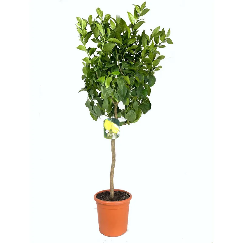 Limonero 4 Estaciones Copa M26 150cm Precio Reducido