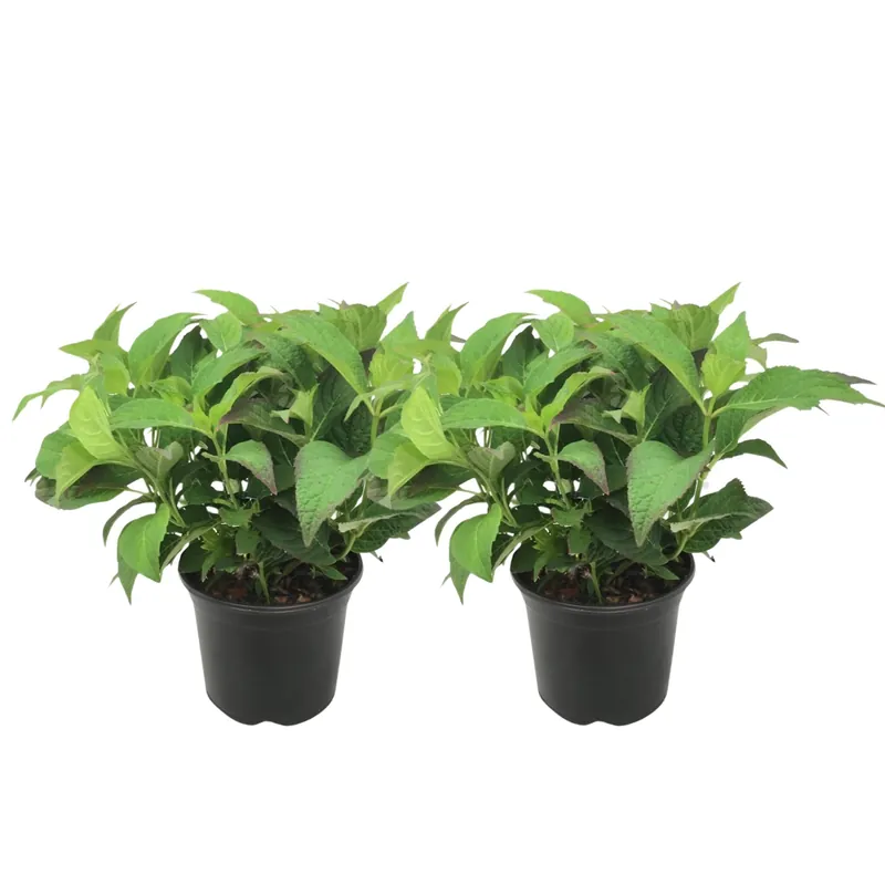 Hortensia - 2 Pzs - Hydrangea Serrata 'summerglow' - Altura 25-40cm - ⌀19cm Precio De Fábrica