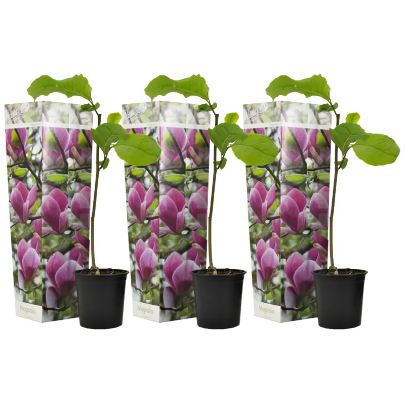 Magnolia De Hoja Caduca - 3 Pzs - Magnolia 'susan' - Altura 25-40cm - ⌀9cm Imprescindible (Must-Have)