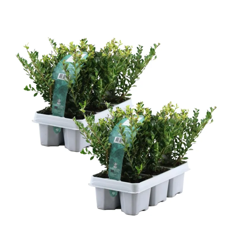 Acebo Crenata - 12 Pzs - Ilex Crenata 'jenny' - Altura 10-20cm - ⌀9cm Original