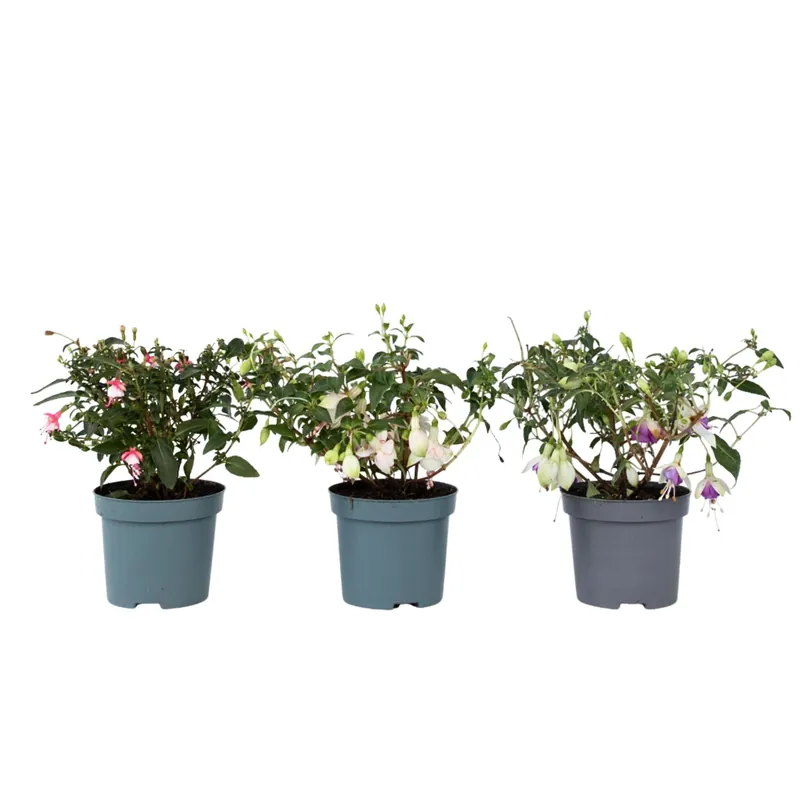 Oferta De Temporada Pendientes De La Reina - 3 Pzs - Fuchsia Magellanica - Altura 10-20cm - ⌀9cm