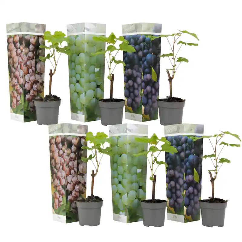 La Vid - 6 Pzs - Vitis Vinifera - Altura 25-40cm - ⌀9cm Exclusivo