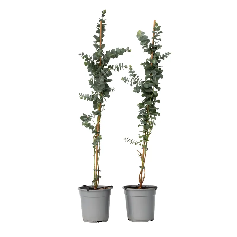 Eucalipto - 2 Pzs - Eucalyptus Cinerea 'silver Dollar' - A90-110cm - ⌀19cm Edición Limitada