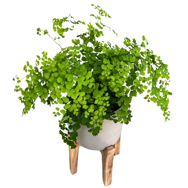 Helecho Adiantum O Helecho Culantrillo La Variedad Más Fina De Los Helechos M13 Artesanal