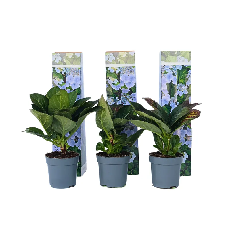 Hortensia - 3 Pzs - Hydrangea Macrophylla Teller 'nizza' - Altura 25-40cm - ⌀9cm Premium