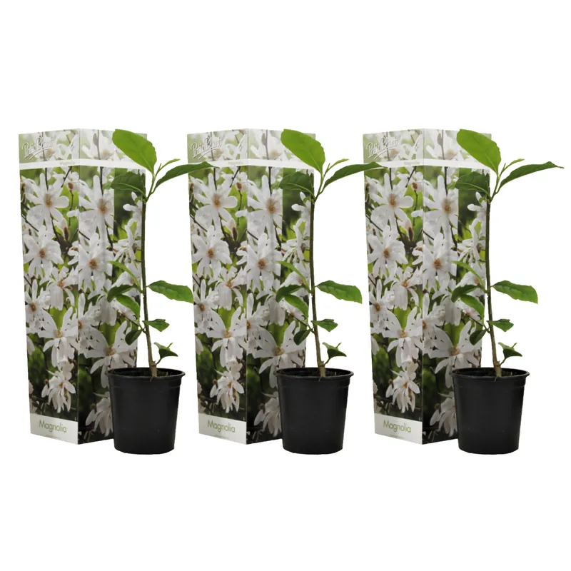 Solo Por Tiempo Limitado Magnolia De Hoja Caduca - 3 Pzs - Magnolia 'stellata' - Altura 25-40cm - ⌀9cm