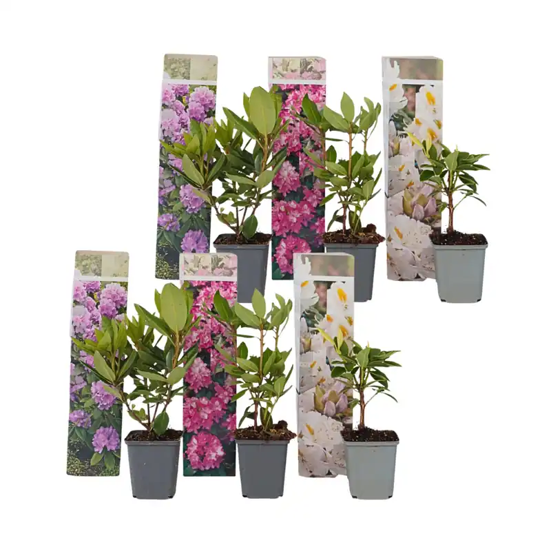 Artesanal Rododendro - 6 Pzs - Rhododendron Catawbiense - Altura 25-40cm - ⌀9cm