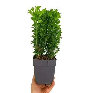 Buxus Sempervirens M13 35cm (boj Común) Bestseller