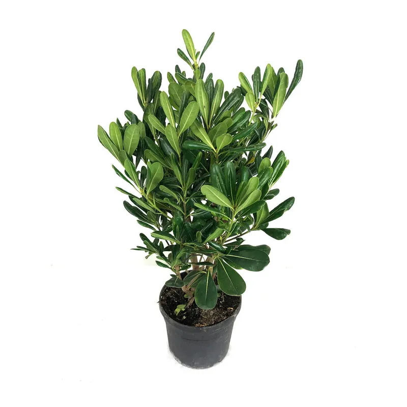 Imprescindible (Must-Have) Pittosporum Tobira M19 60cm