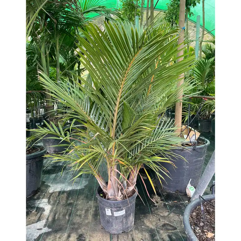 Mascarena Verschaffe Grupo M30 150cm Promoción Exclusiva