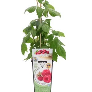 Premium Frambuesa Roja En Maceta 2 L. Natural - Fitoralia