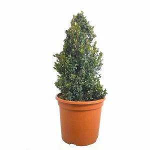 Myrsine Africano M24 (boj Africano) Nuevo Modelo