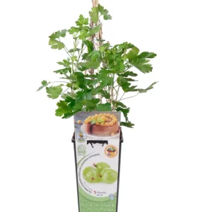 Artesanal Uva Crispa Blanca En Maceta 2 L. Natural - Fitoralia
