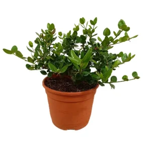 Carissa Macrocarpa M22 30cm De Moda